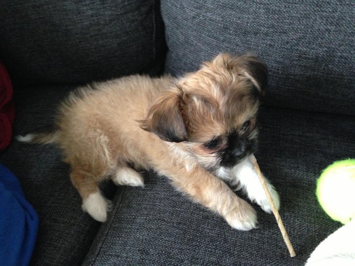 Blanding af racer Bella - 17-04-2013 billede 6