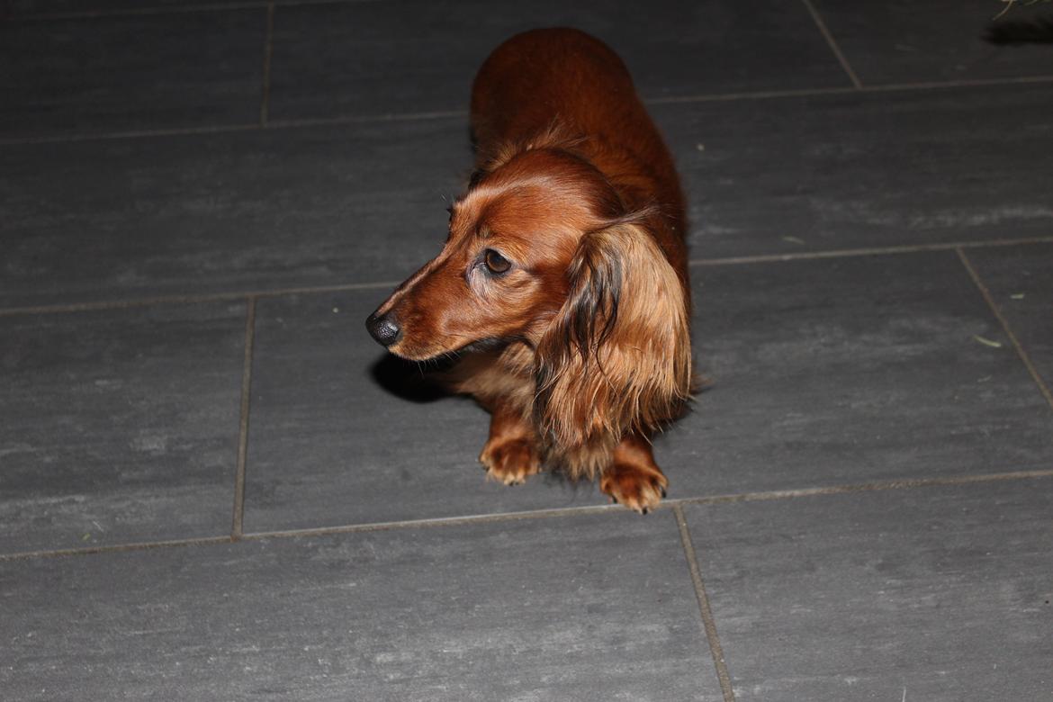 Miniature gravhund Hermann (babyen) (RIP) billede 12