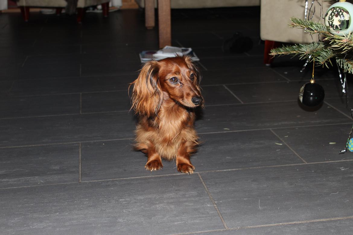 Miniature gravhund Hermann (babyen) (RIP) billede 13