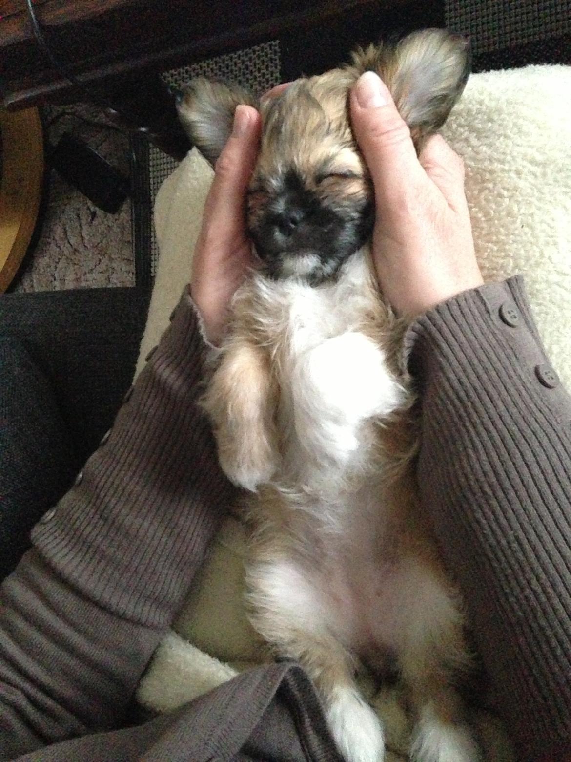 Blanding af racer Bella - 17-04-2013 billede 7