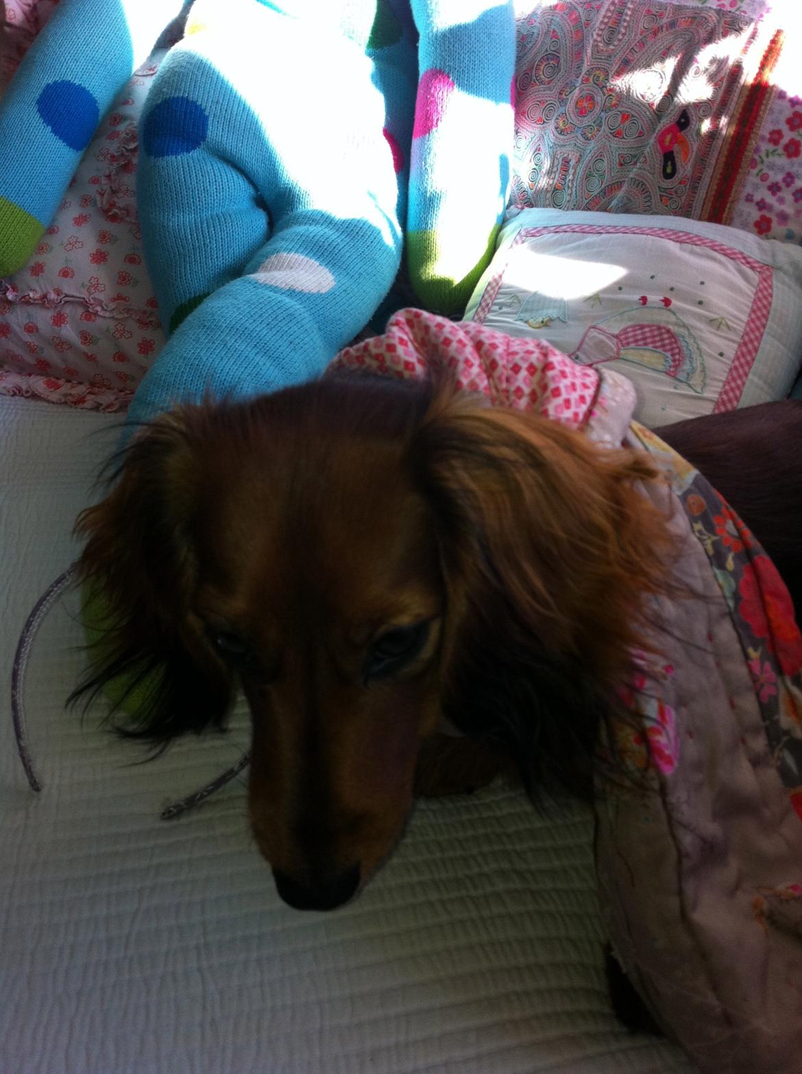 Miniature gravhund Hermann (babyen) (RIP) billede 14