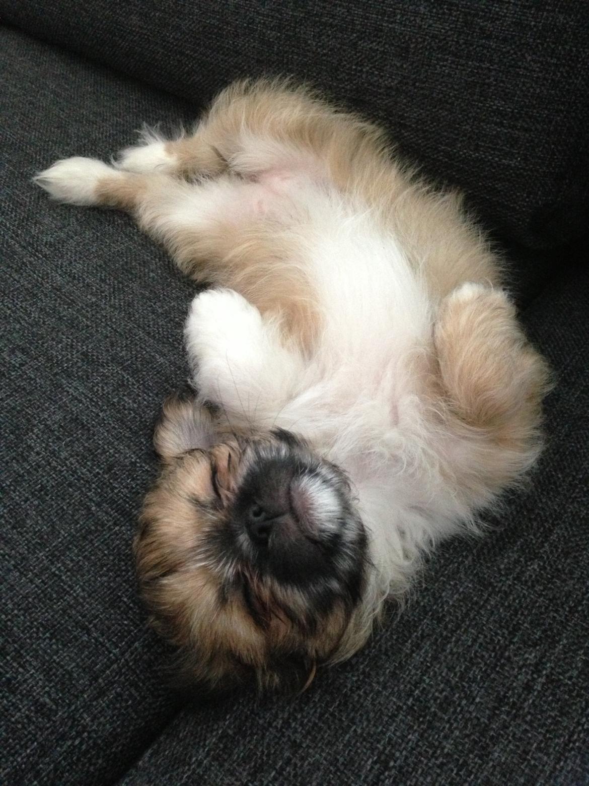 Blanding af racer Bella - 19-04-2013 billede 8