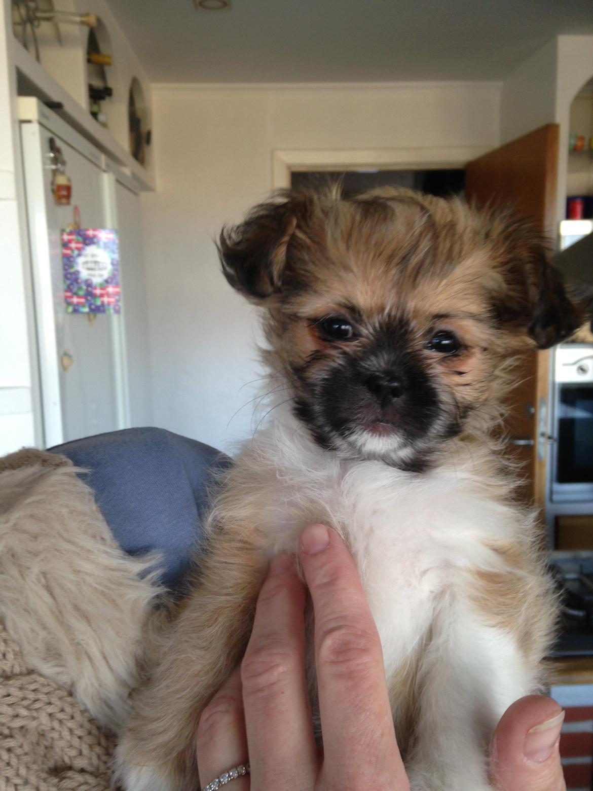 Blanding af racer Bella - 19-04-2013 billede 9