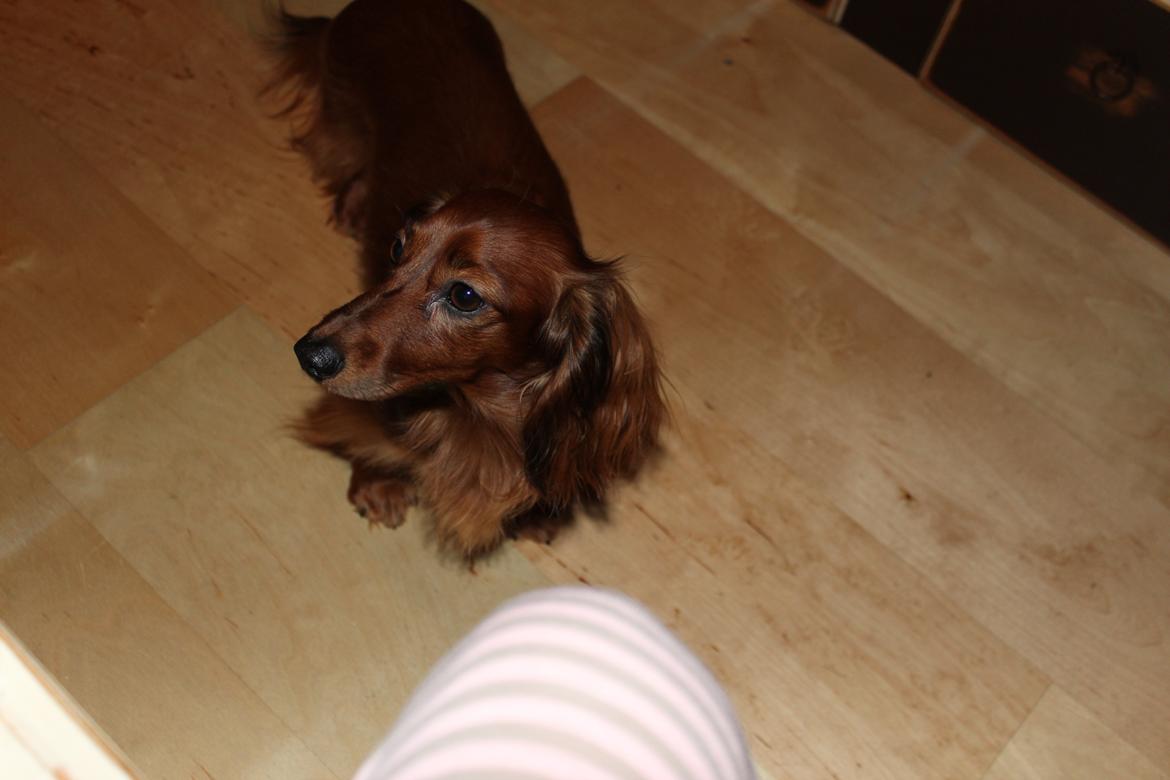 Miniature gravhund Hermann (babyen) (RIP) billede 15