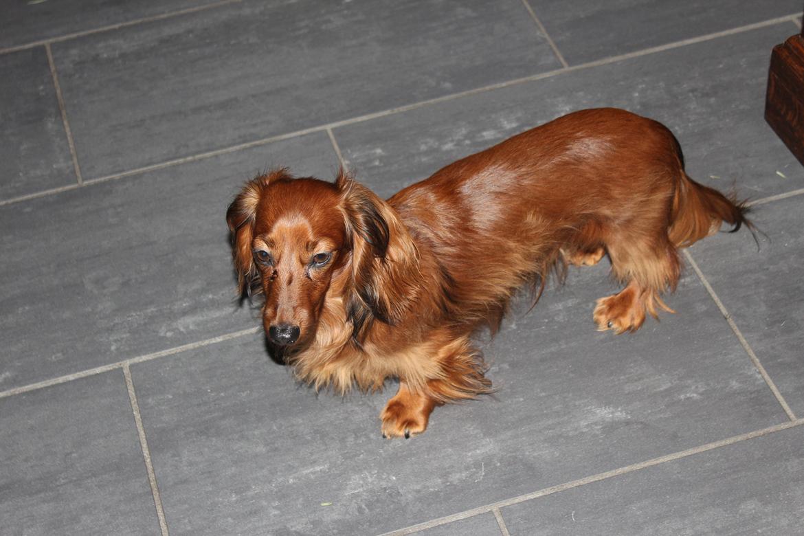 Miniature gravhund Hermann (babyen) (RIP) billede 16