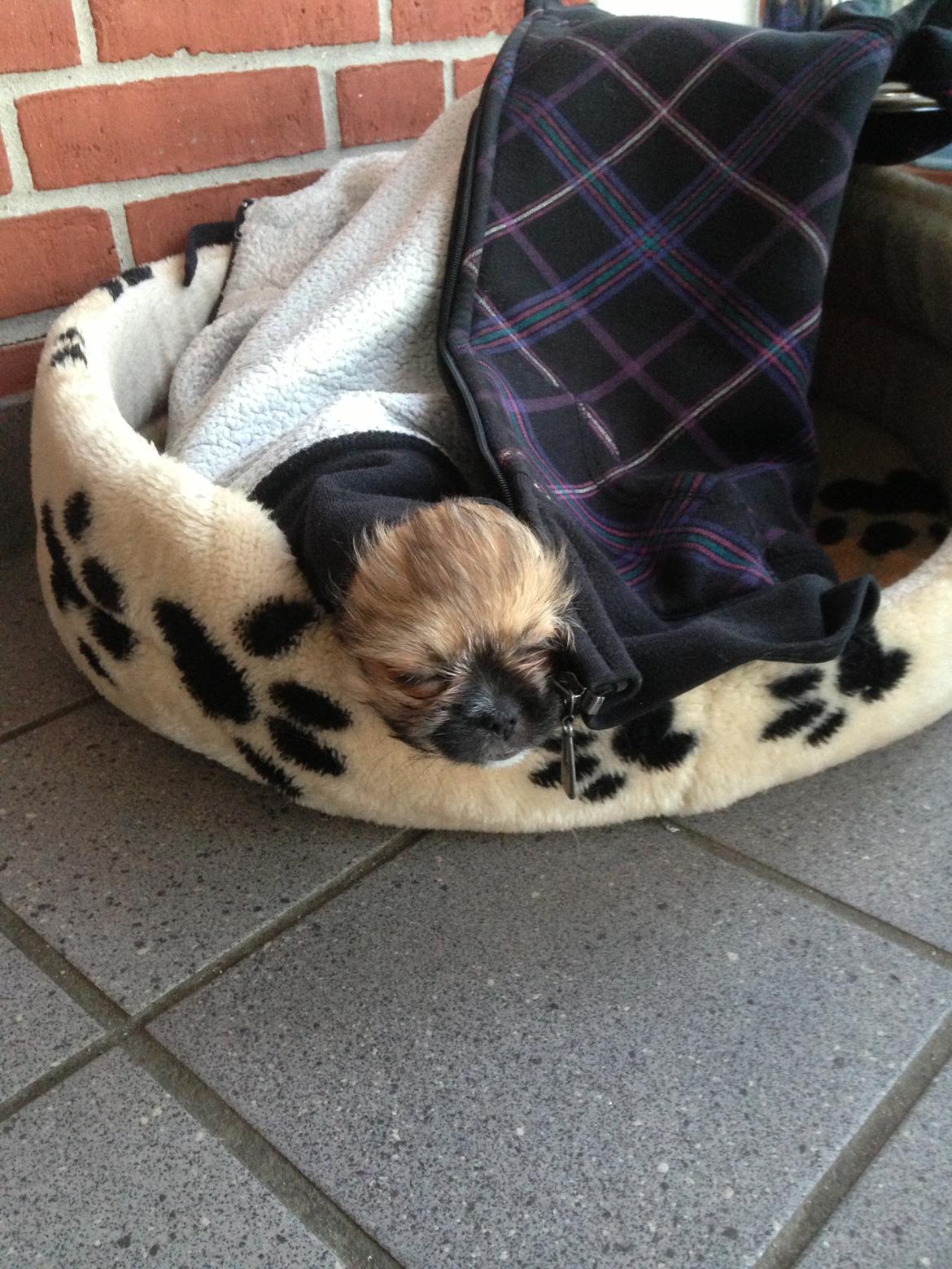 Blanding af racer Bella - 20-04-2013 billede 10