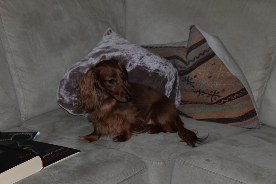 Miniature gravhund Hermann (babyen) (RIP) billede 17