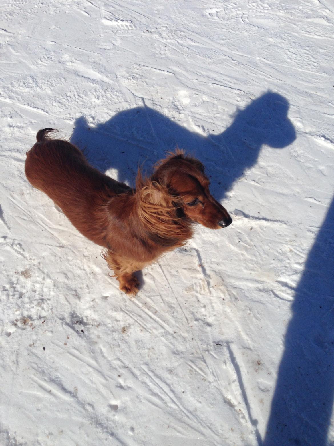 Miniature gravhund Hermann (babyen) (RIP) billede 18