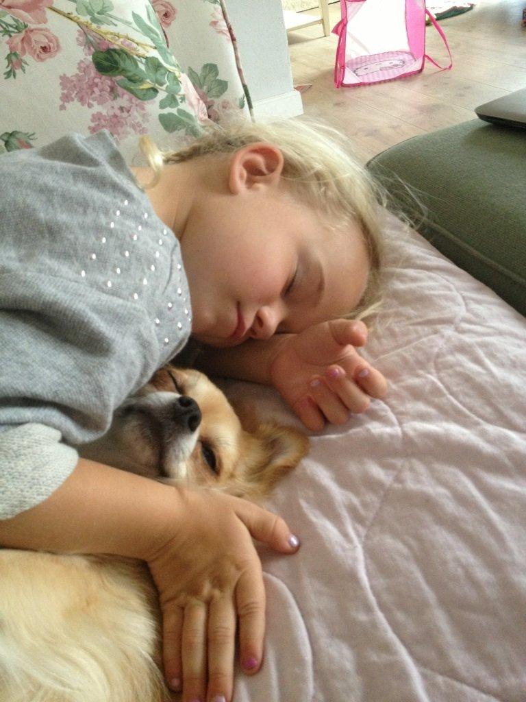 Chihuahua "Big" Mac billede 11