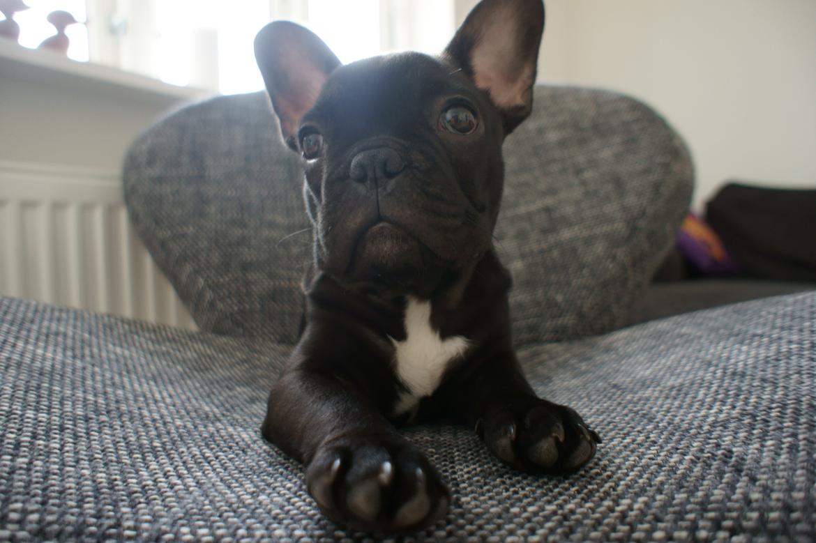 Fransk bulldog Dexter billede 8