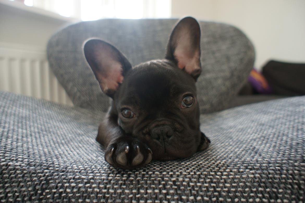 Fransk bulldog Dexter billede 9