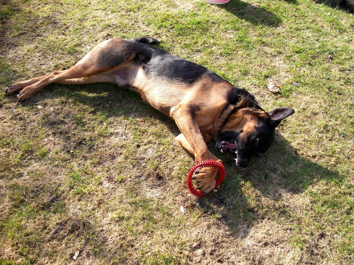 Blanding af racer Walther billede 4