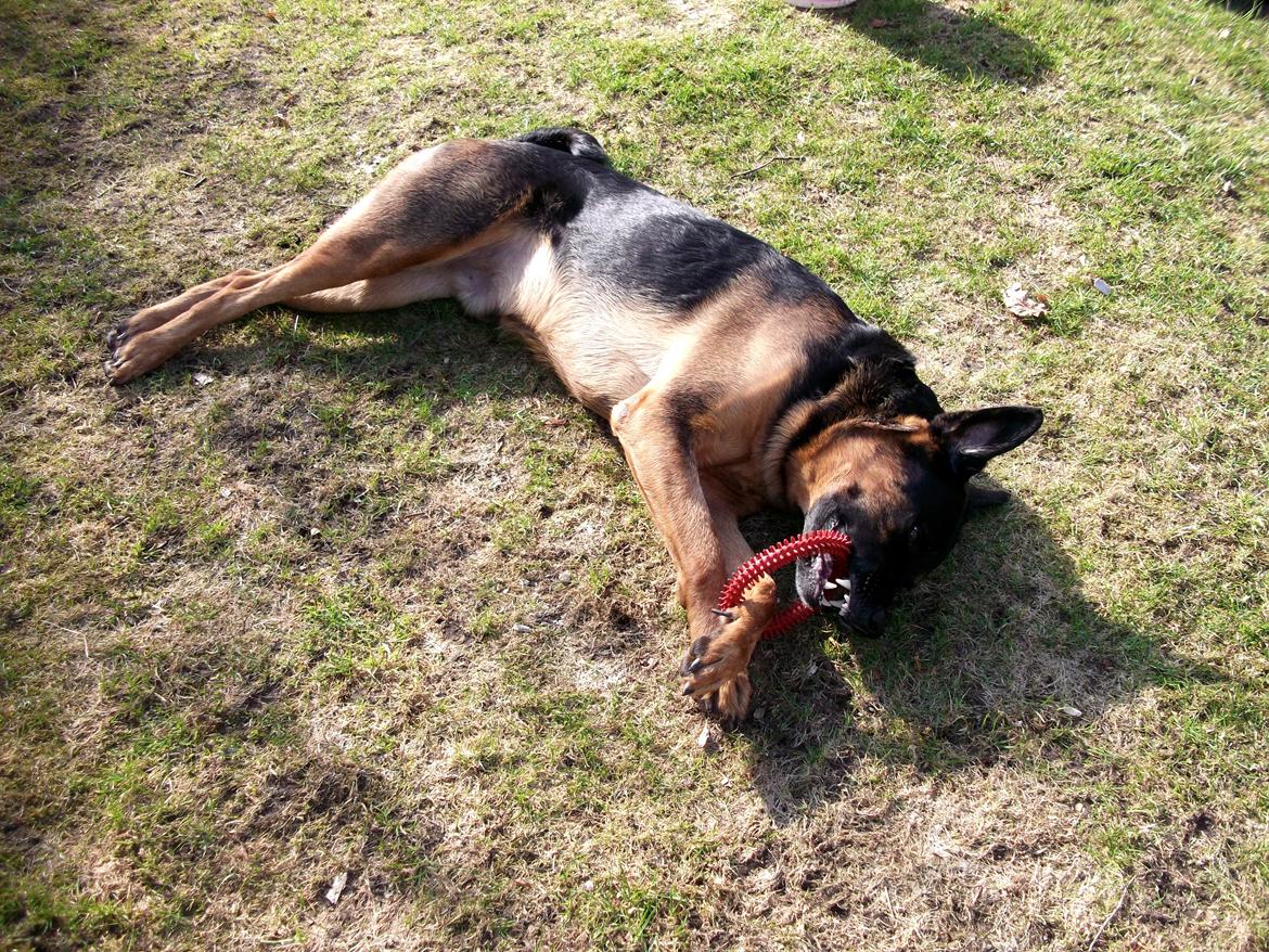 Blanding af racer Walther billede 5