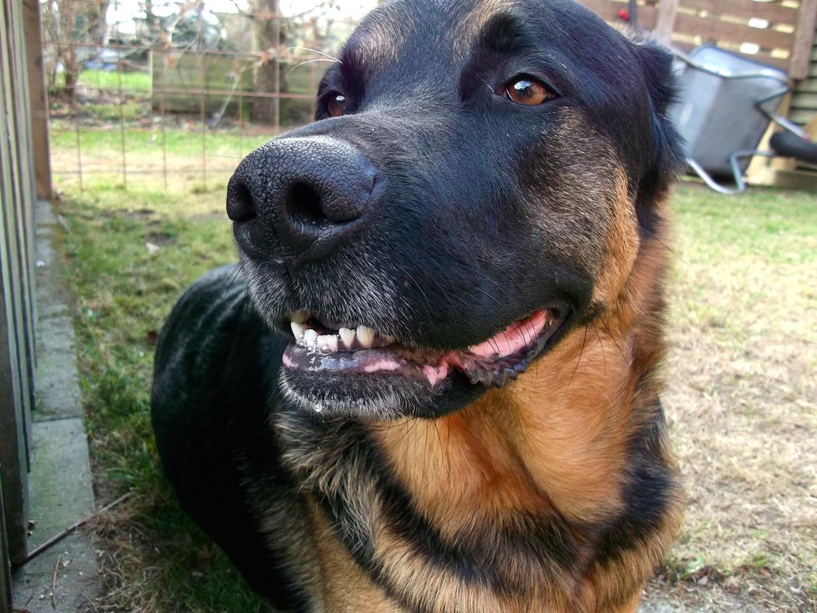 Blanding af racer Walther billede 2