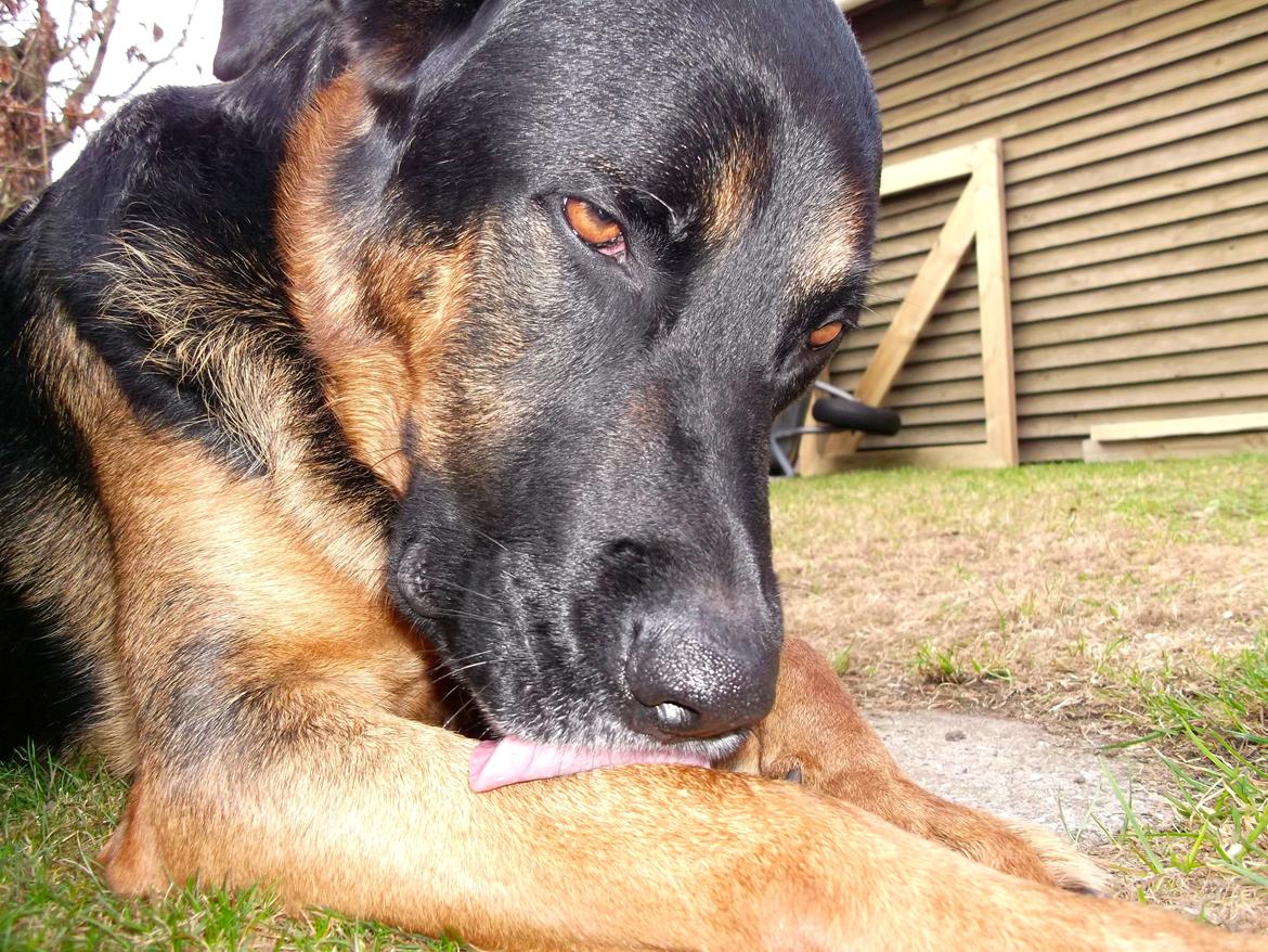 Blanding af racer Walther billede 7