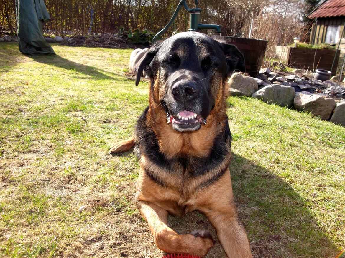 Blanding af racer Walther billede 1