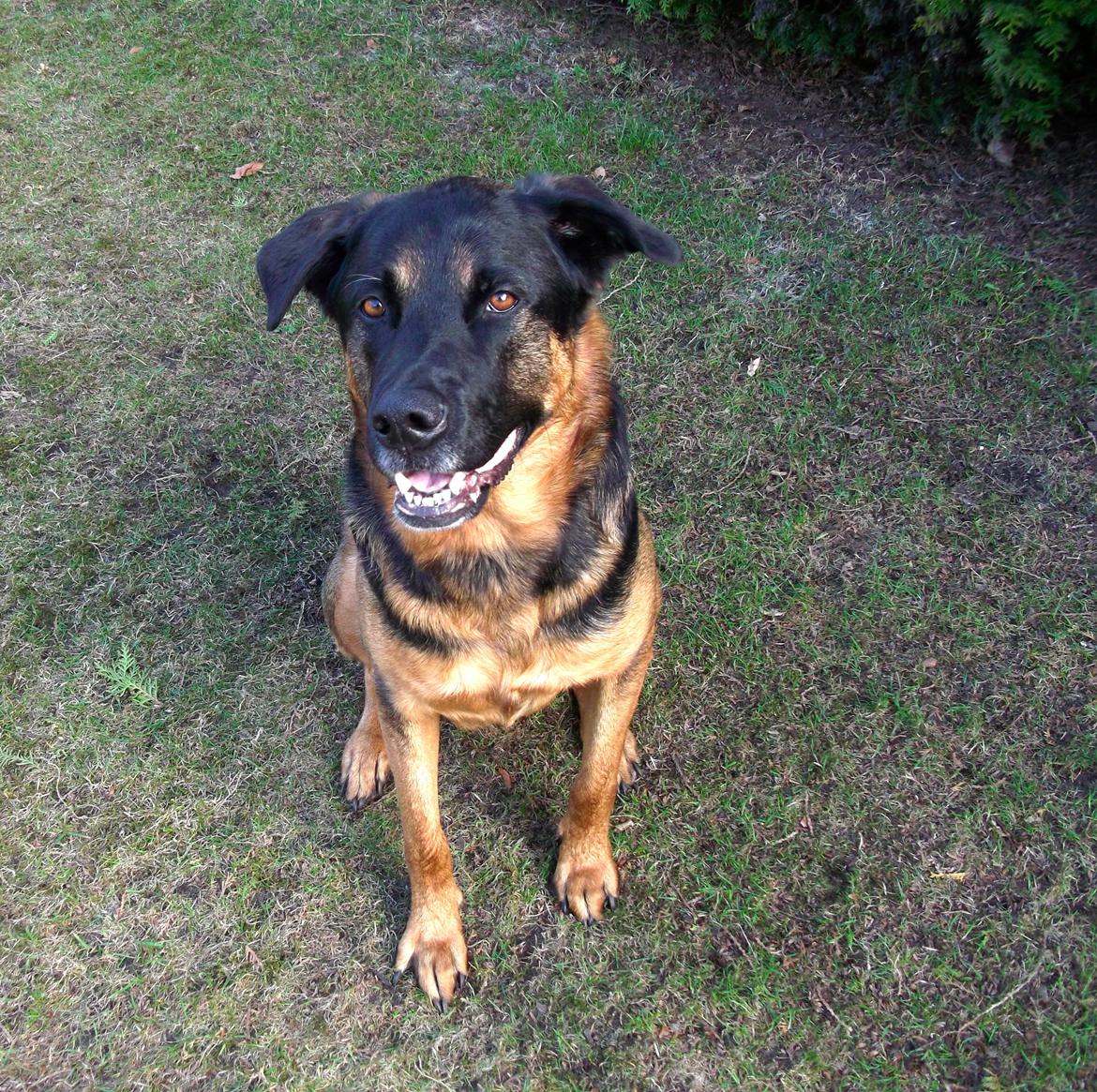 Blanding af racer Walther billede 8