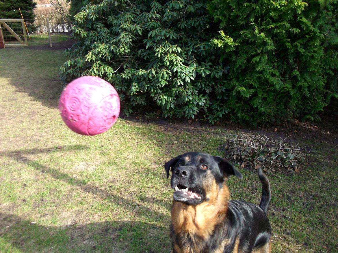 Blanding af racer Walther billede 6