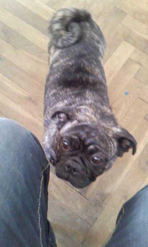 Blanding af racer Alma billede 8