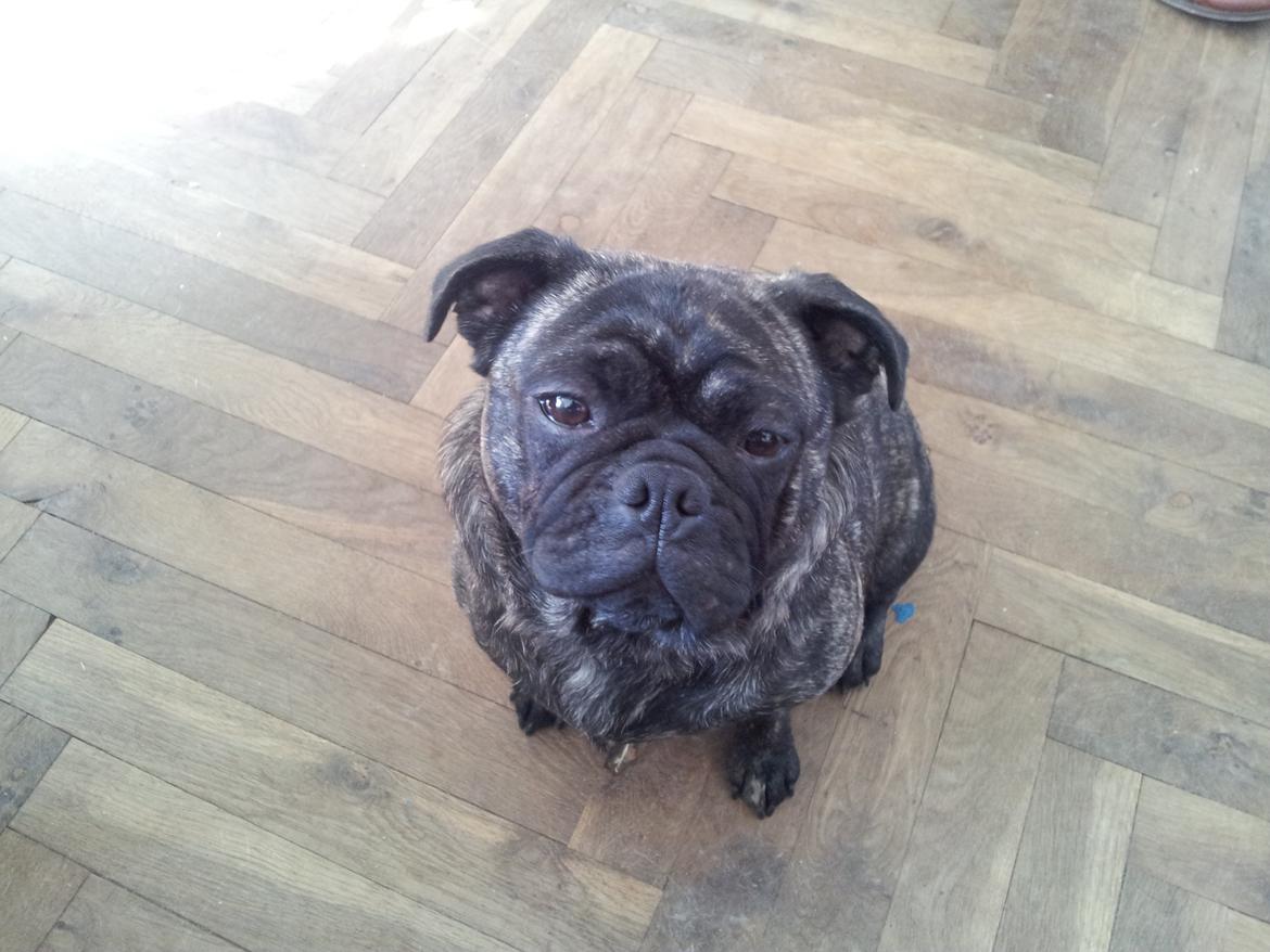 Blanding af racer Alma billede 9