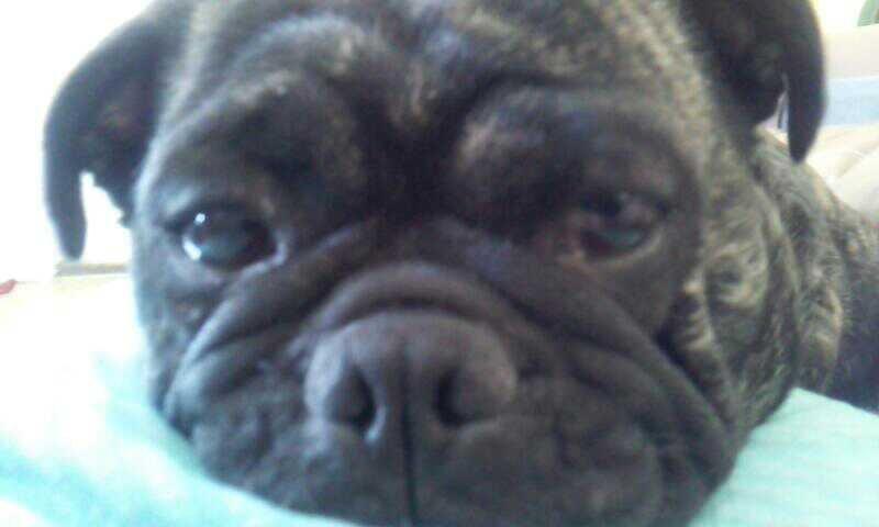 Blanding af racer Alma billede 11