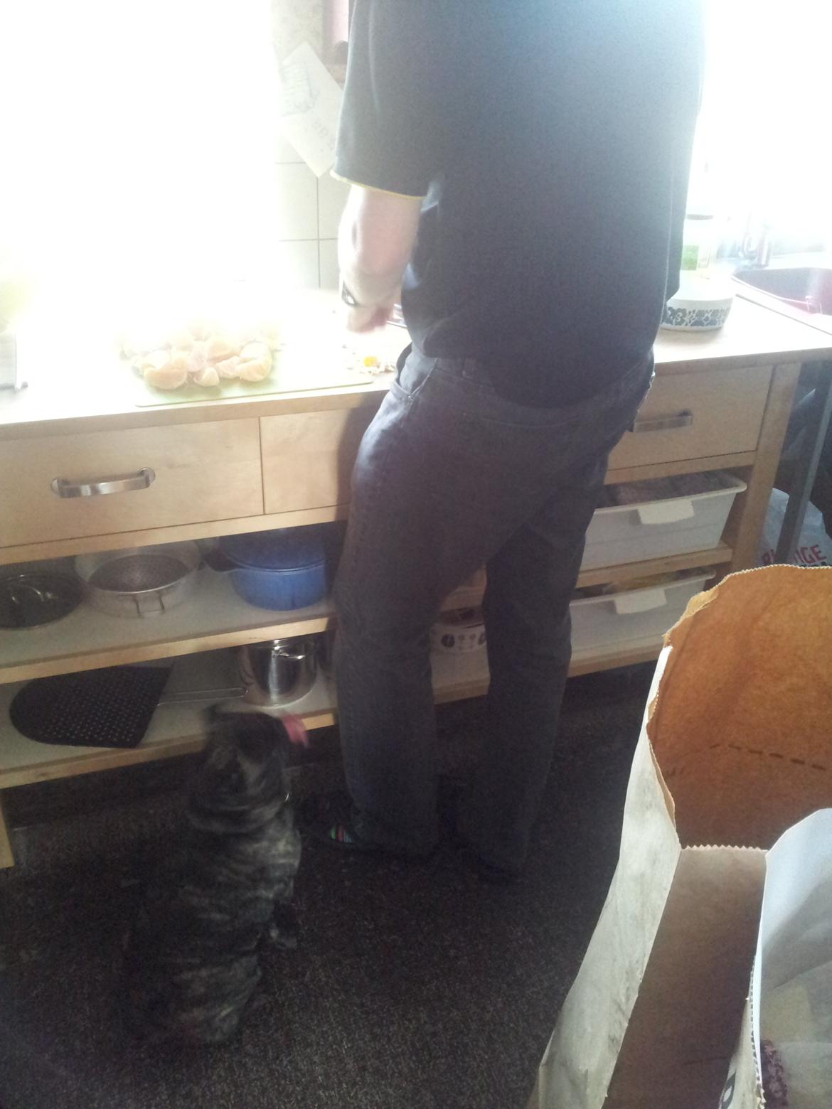 Blanding af racer Alma billede 12