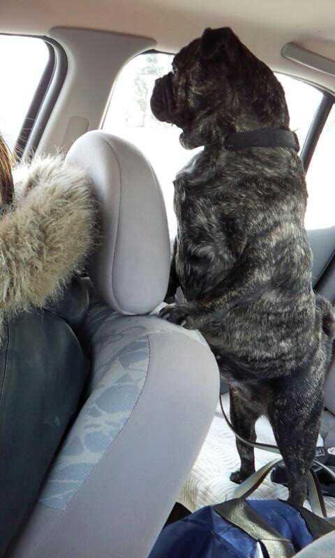 Blanding af racer Alma billede 13