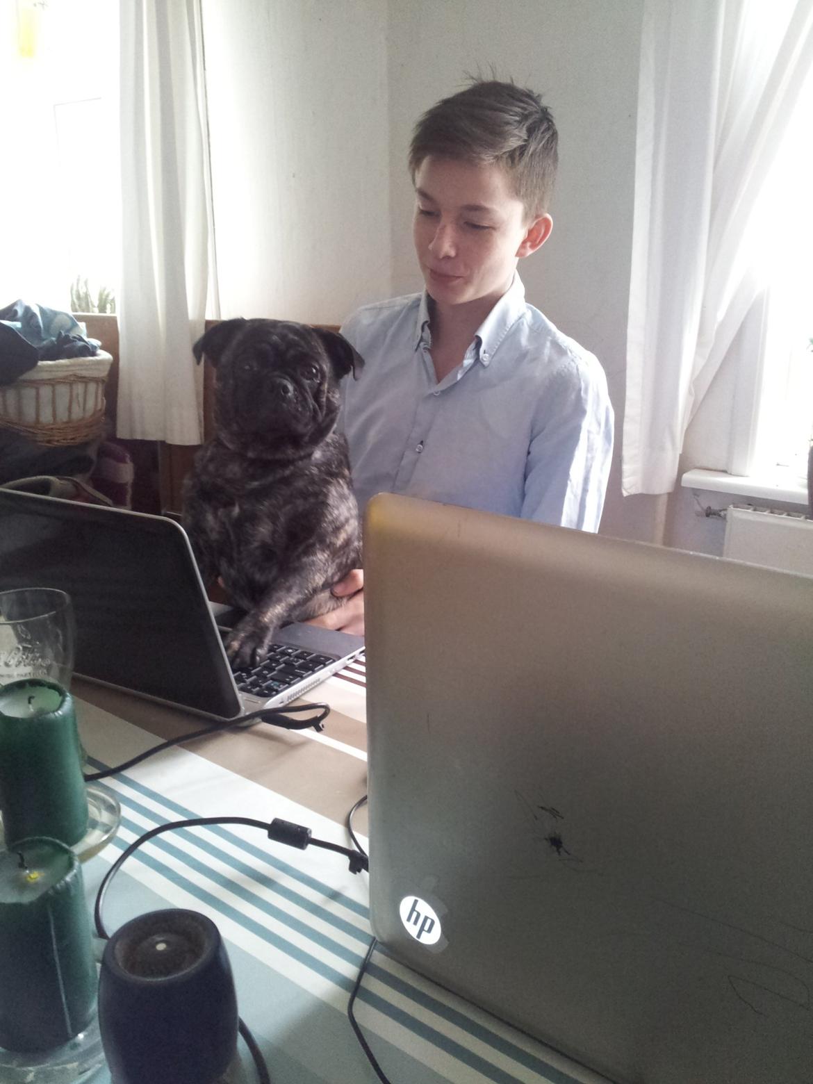 Blanding af racer Alma billede 14