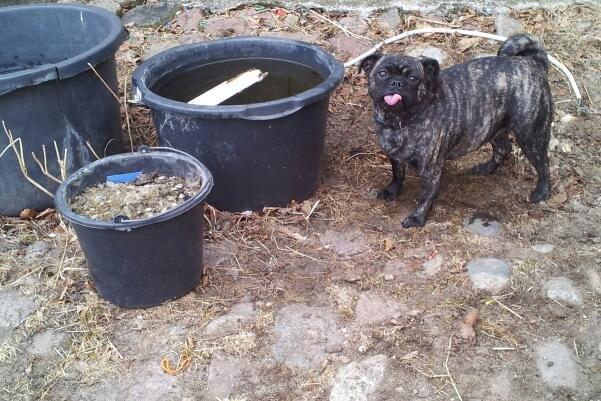 Blanding af racer Alma billede 15