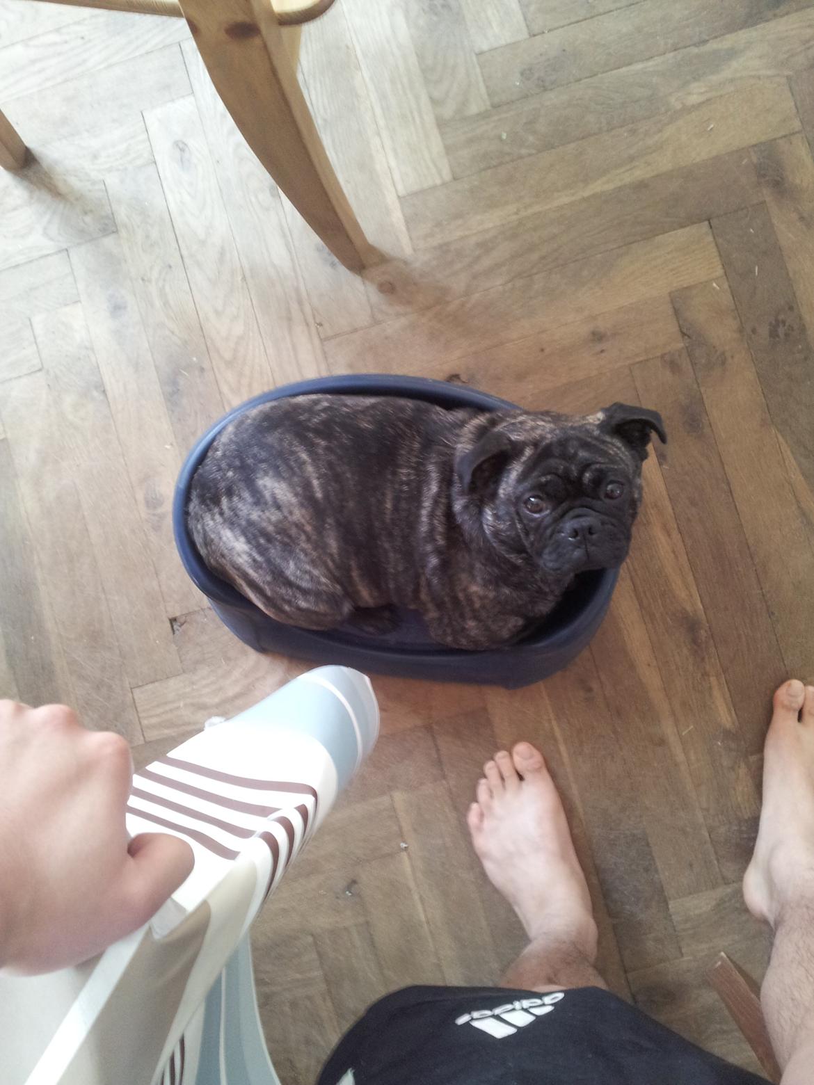 Blanding af racer Alma billede 16