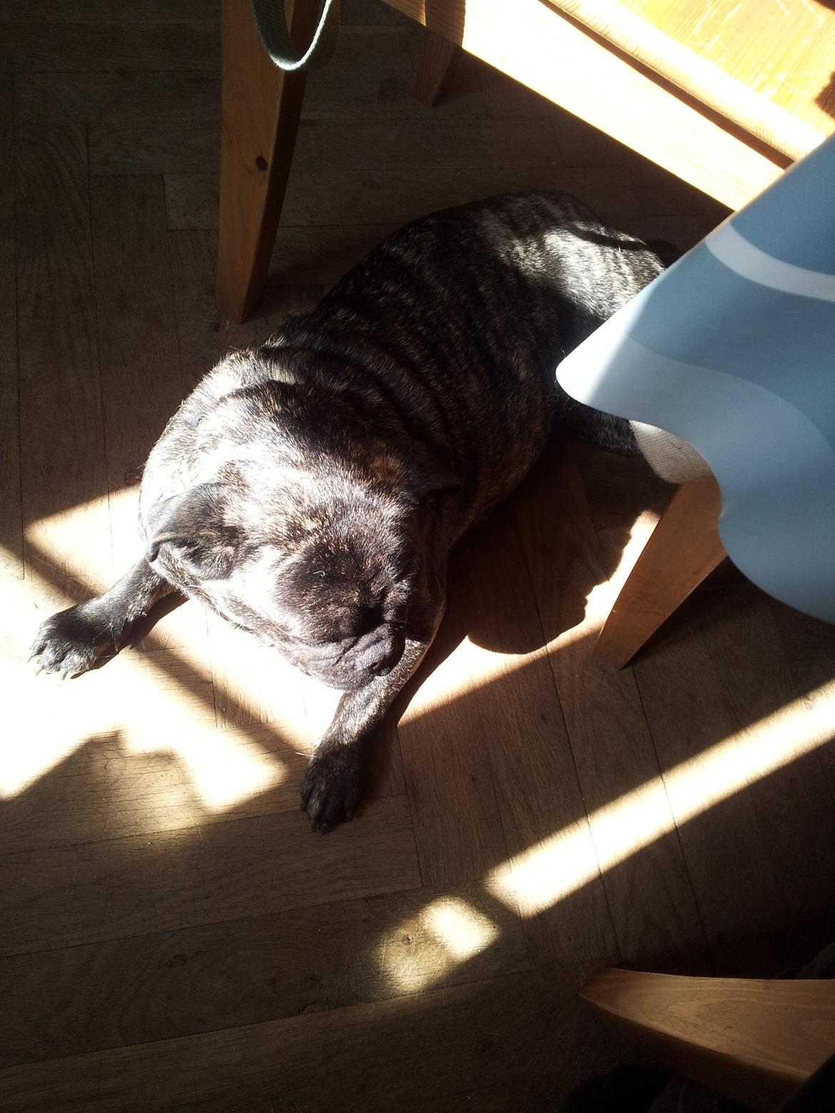 Blanding af racer Alma billede 17