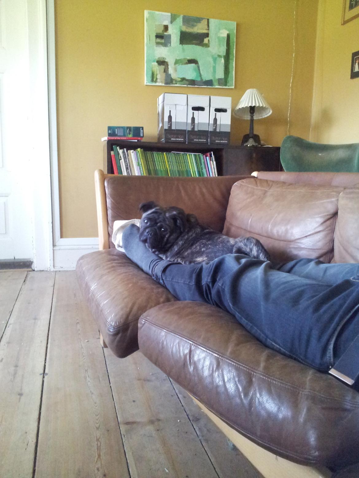 Blanding af racer Alma billede 18