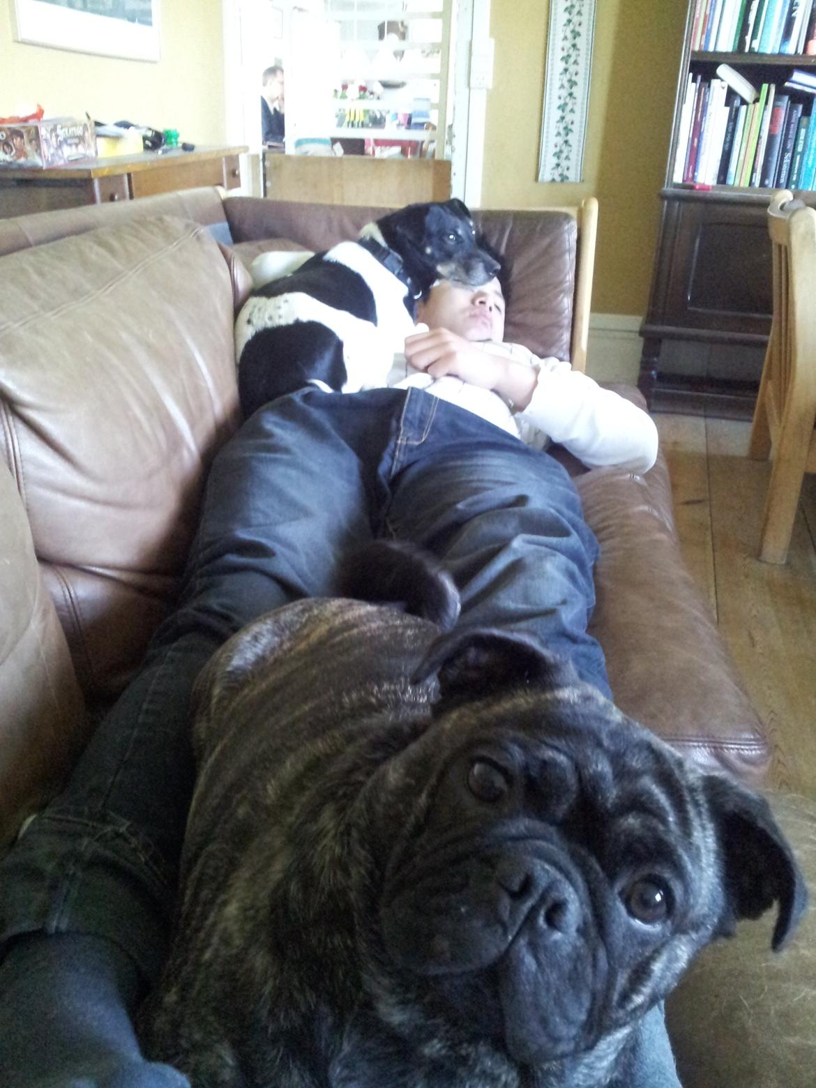 Blanding af racer Alma billede 19