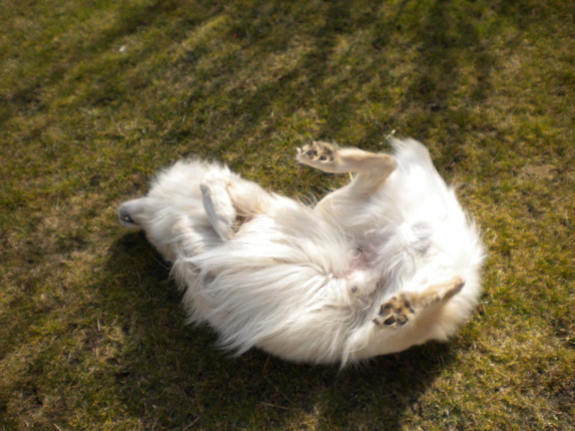 Blanding af racer Max <3 - Sådan leger Max omme i haven !! :) billede 3