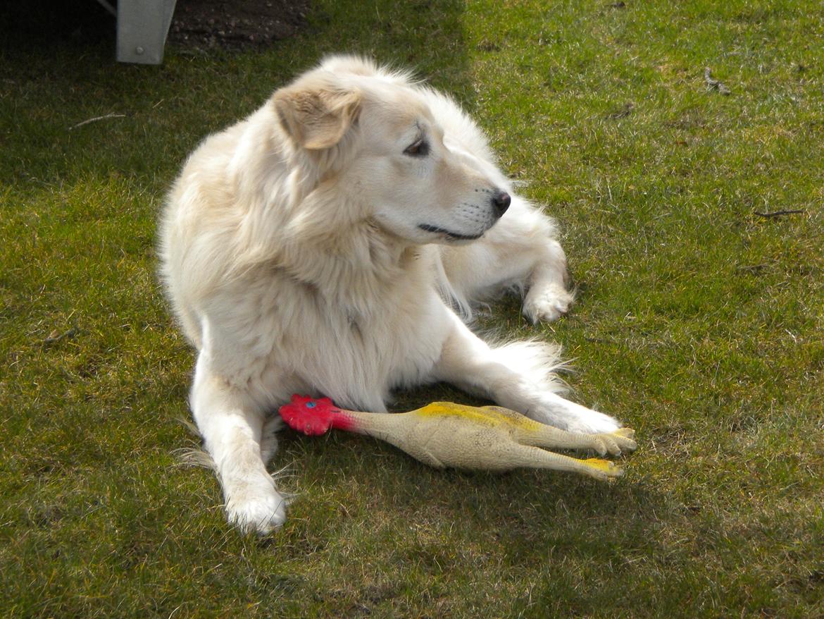 Blanding af racer Max <3 - Max og hans kylling <3 billede 8