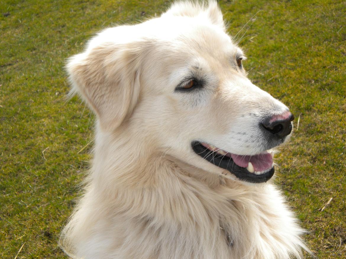 Blanding af racer Max <3 - Tak for i kiggede! læg gerne en positiv kommentar og bedømmesle! :-D billede 20