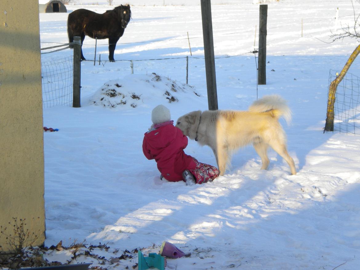 Blanding af racer Max <3 - Mig og Max tumler :) billede 9