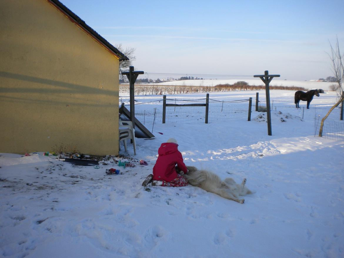 Blanding af racer Max <3 - Max ELSKER når man kløer ham på maven !!! <3 billede 12