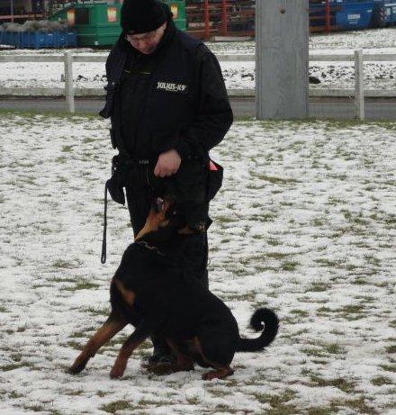 Rottweiler Von Hause luna´s Phillip billede 1