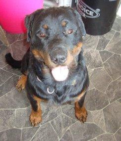 Rottweiler Von Hause luna´s Phillip billede 2