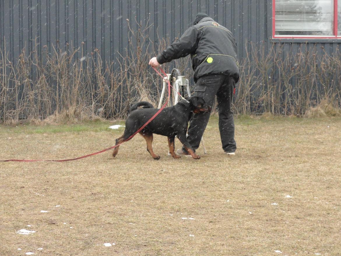 Rottweiler Von Hause luna´s Phillip billede 3