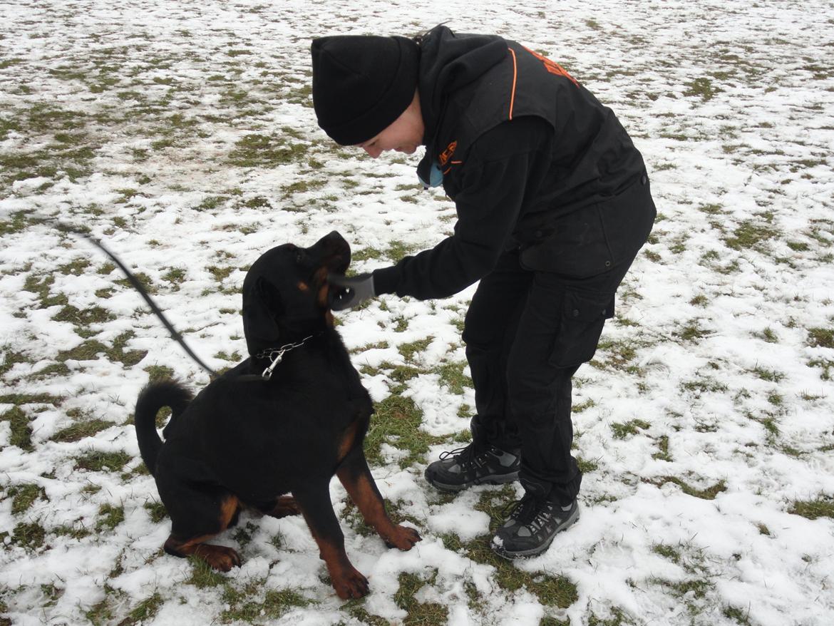 Rottweiler Von Hause luna´s Phillip billede 4