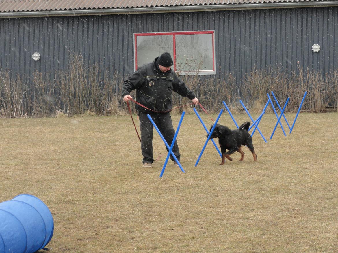 Rottweiler Von Hause luna´s Phillip billede 5