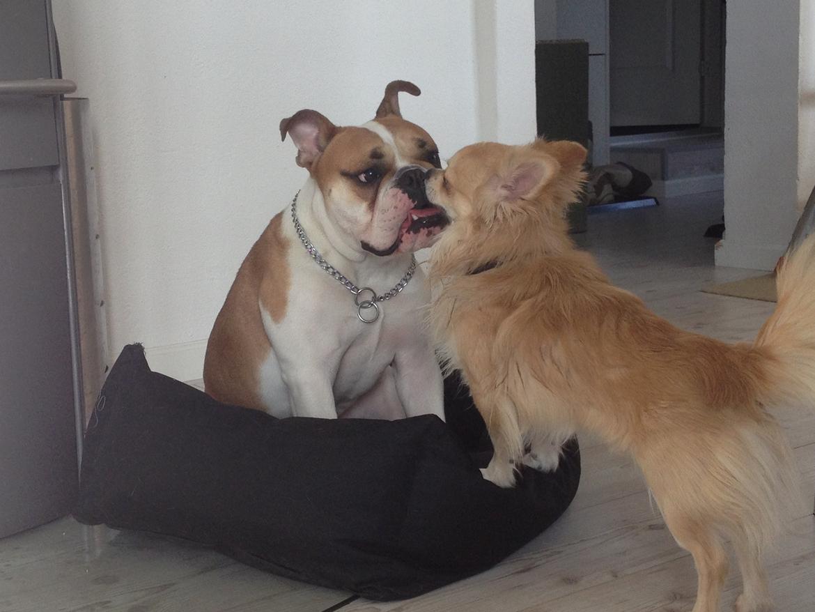 Chihuahua "Big" Mac billede 12