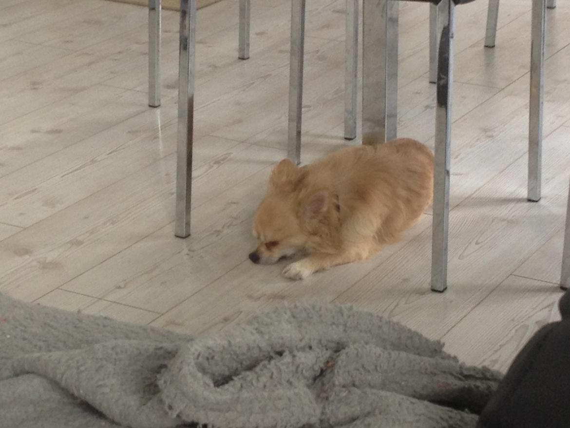 Chihuahua "Big" Mac billede 13