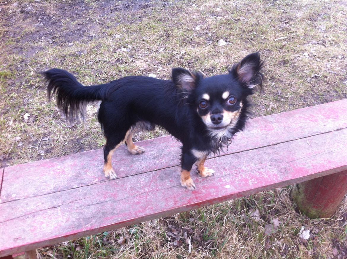 Chihuahua R.I.P Pago Pjevsen - Nyeste, april 2013. billede 17