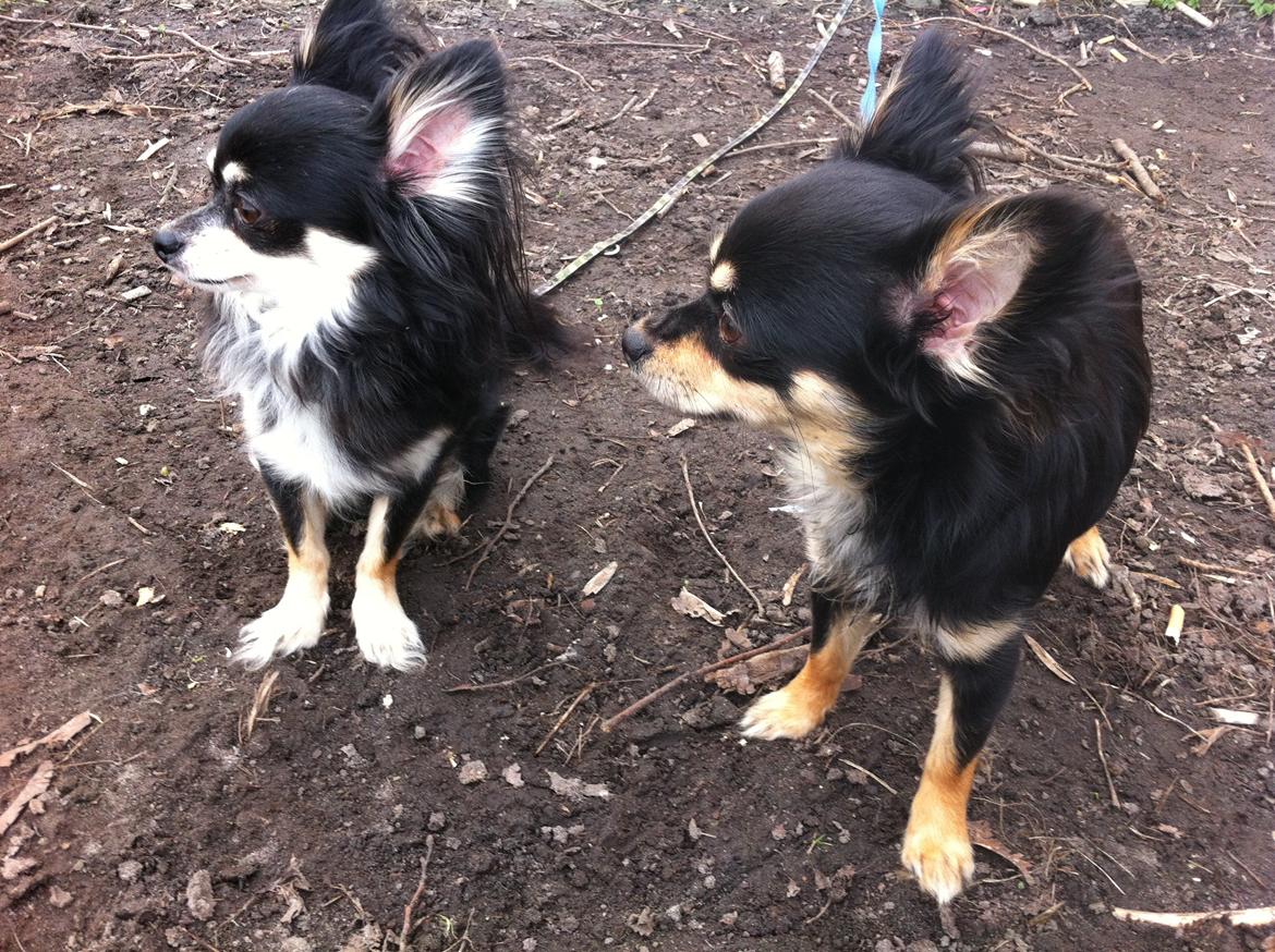 Chihuahua R.I.P Pago Pjevsen billede 31