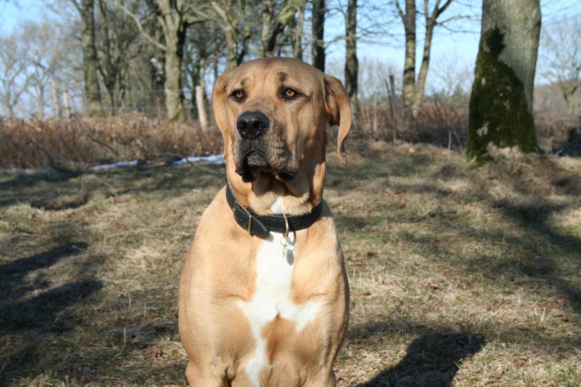 Blanding af racer Boudicca billede 2