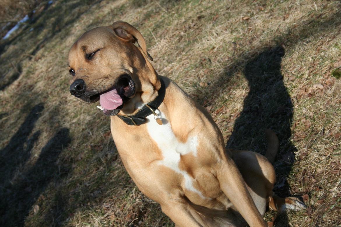 Blanding af racer Boudicca billede 18