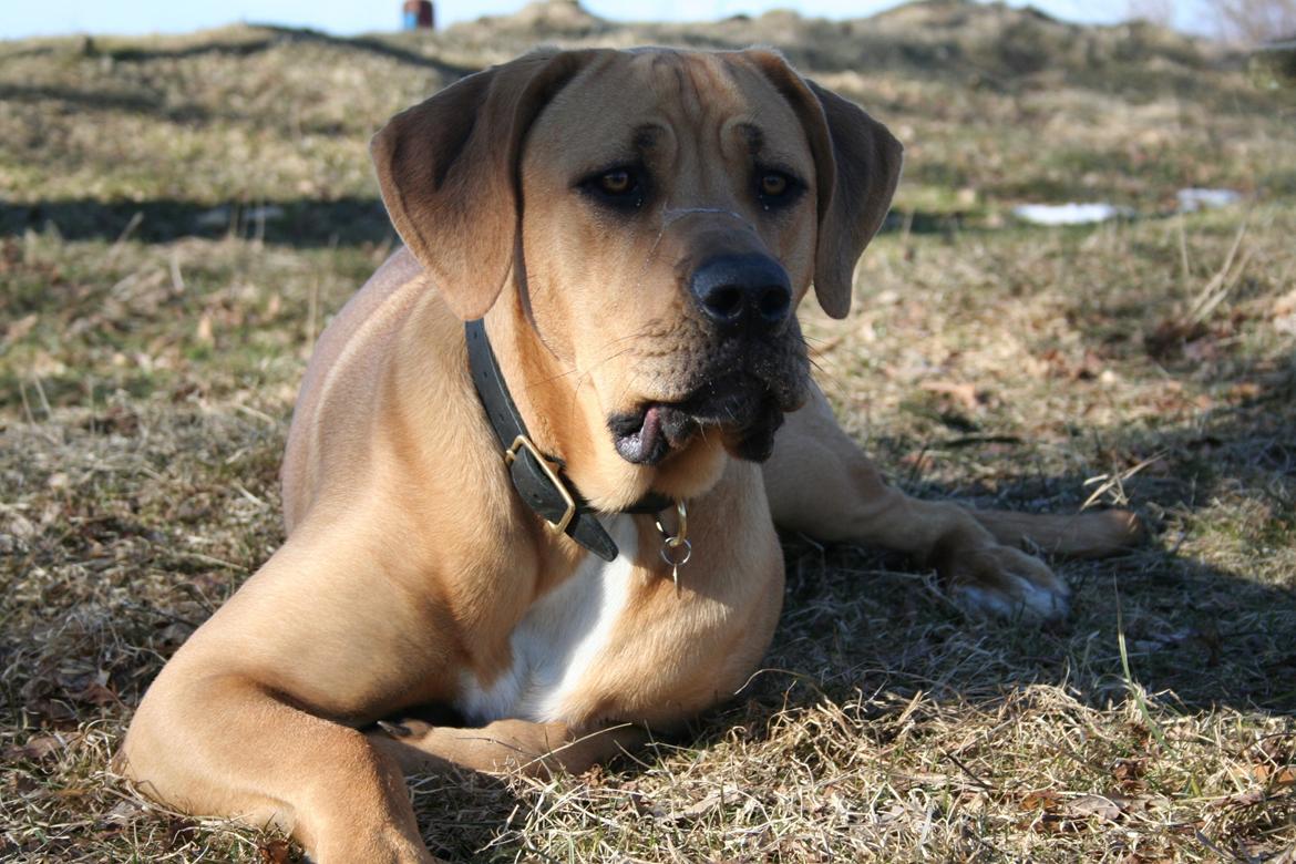 Blanding af racer Boudicca billede 6